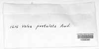 Valsa pustulata image